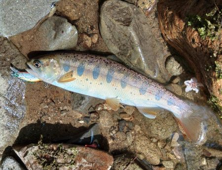 アマゴたちは元気いっぱい